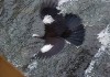 Een vliegende black-fronted piping Guan
