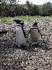 Magelhaen pinguins