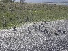 Pinguin kolonie