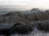 Aalscholvers en zeehonden